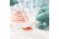 Lab technician handling cultured meat sample in petri dish with pipette and needle